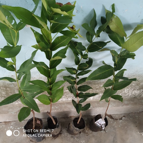 Jambu Air Super Murah!!  Bisa Cod Bayar Tempat