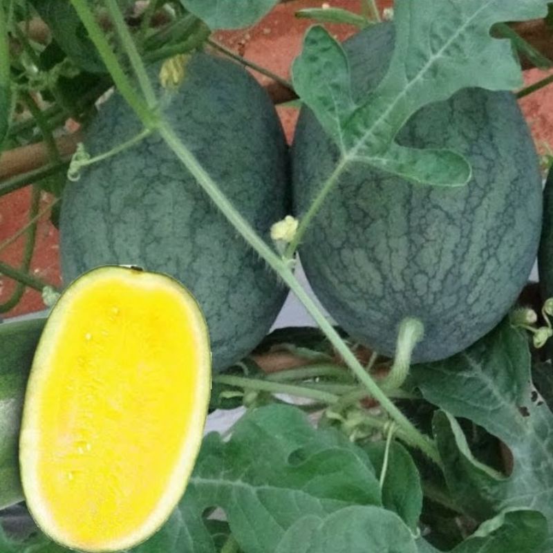 Bibit Semangka Inul Kuning F1 Hibrida - Benih Buah