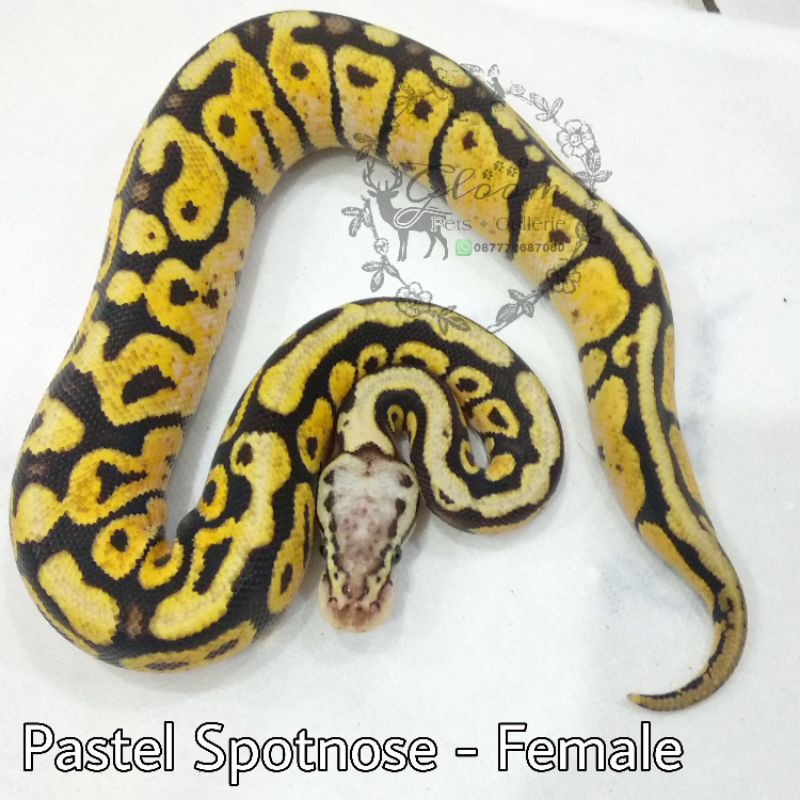 Ball Python BP Pastel Spotnose FEMALE baby size +/- 35 cm