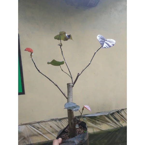 Waru Merah Siap Pecah Batang