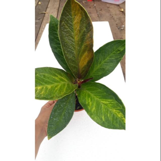 Jemani Varigata Antorium