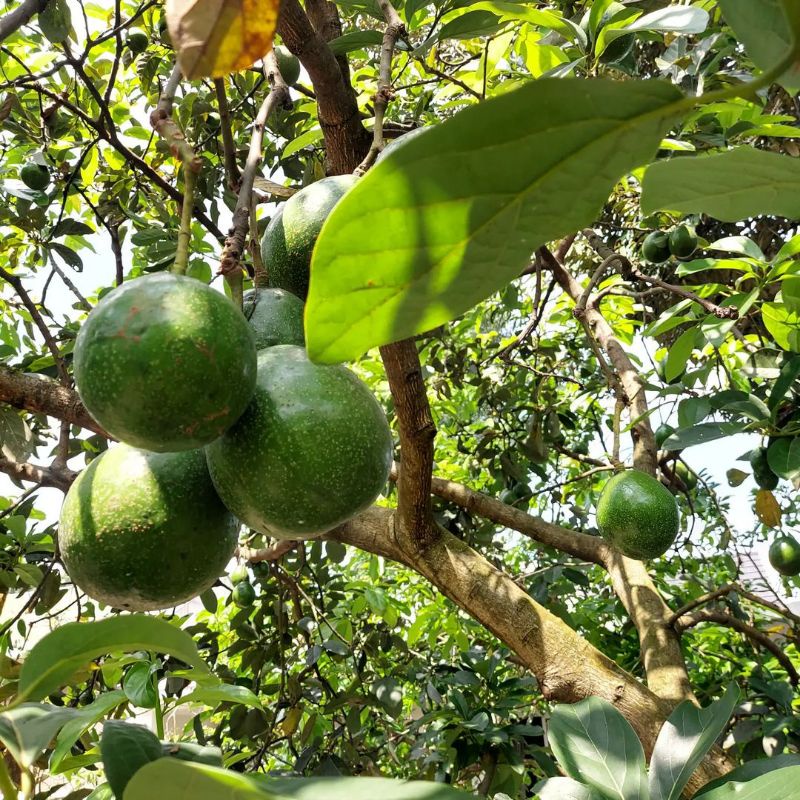 Bibit Alpukat Miki Pendek Bisa Berbuah Lebat