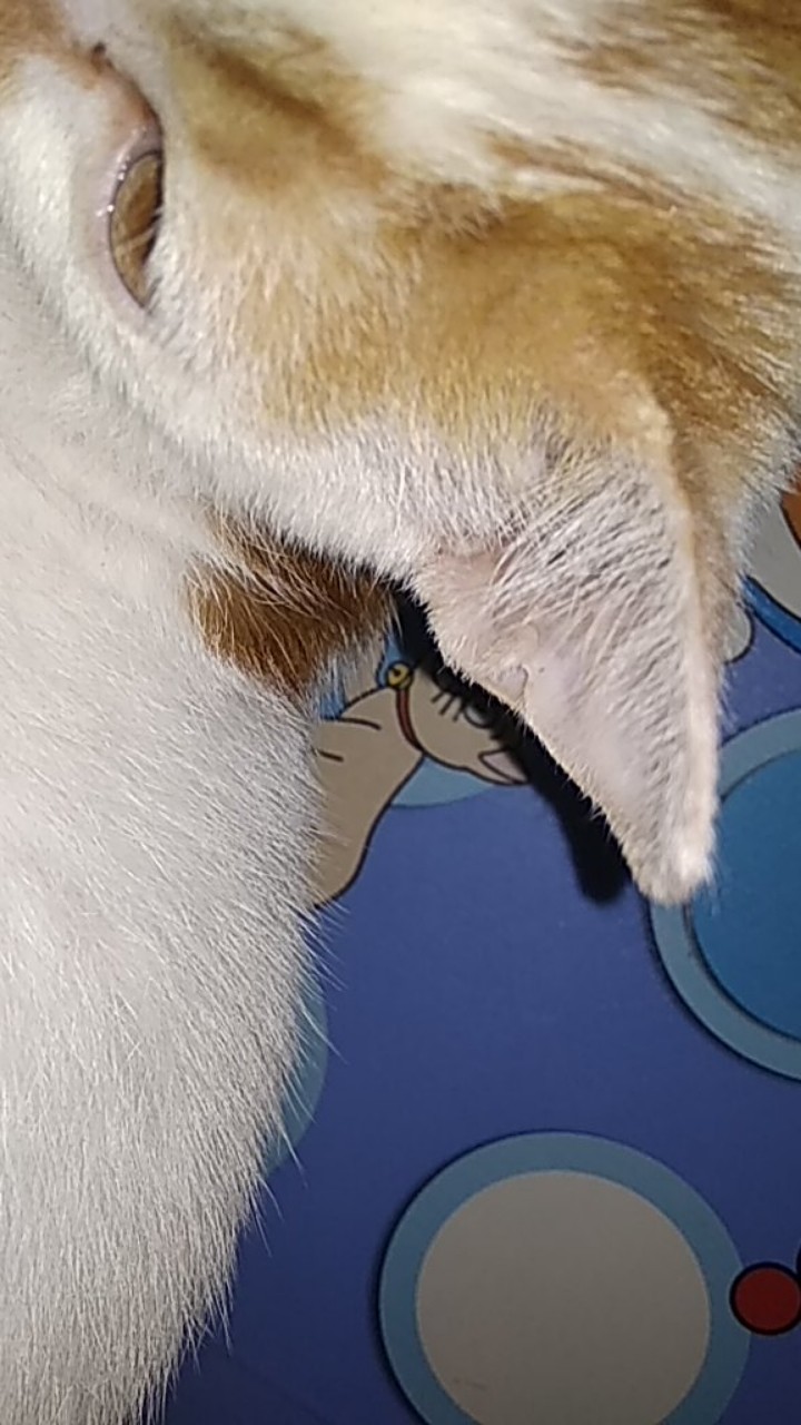 Mata Bor Carbide Tip Wood Metal Hole Cut 5 Pcs - Epc-pit-20p - Golden