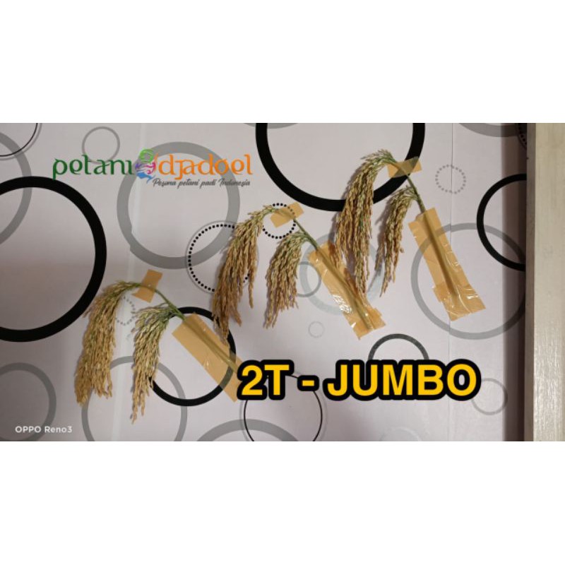 bibit padi 2 tongkol JUMBO Asli 5kg