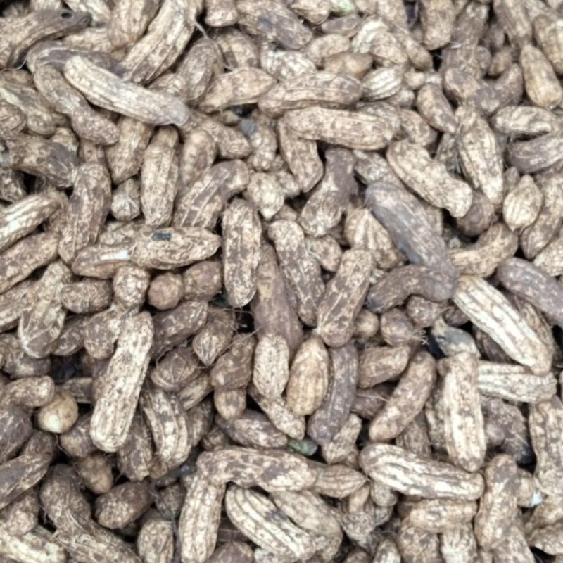 

kacang tanah kulit mentah super fresh 1 Kg