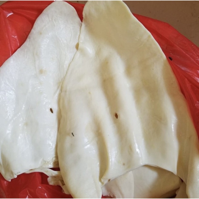 

kupingsapiputih