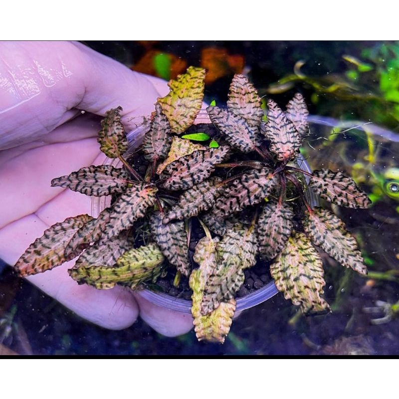 cryptocoryne nurii pink 3 pcs dan bonus