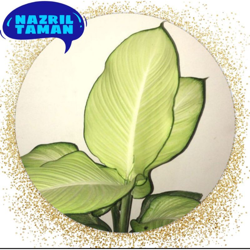 Aglonema Blanceng tissue - tanaman hias - aglonema Blanceng tissue.