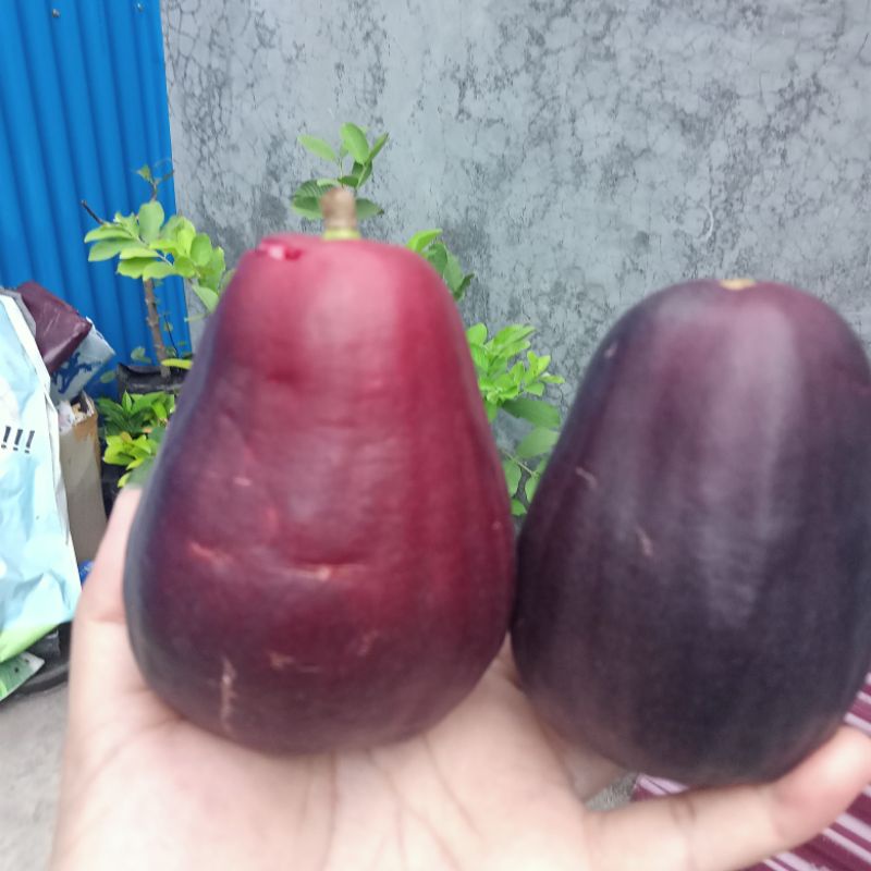 

BUAH JAMBU AIR DARSONO ATAU JAMBU BOL