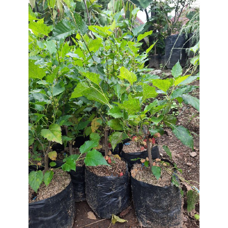 Murbei  ( Morus alba L)Bibit Mullbery Murbey Kondisi rimbun Berbuah