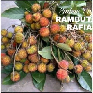 Jual Tanaman Rambutan/AC Rafia Ukuran Besar Umur tanaman 3 Tahun 100% ...