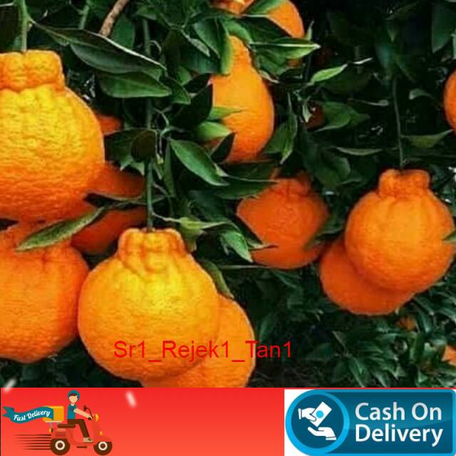 Jeruk dekopon tanaman bibit jeruk dekopon super
