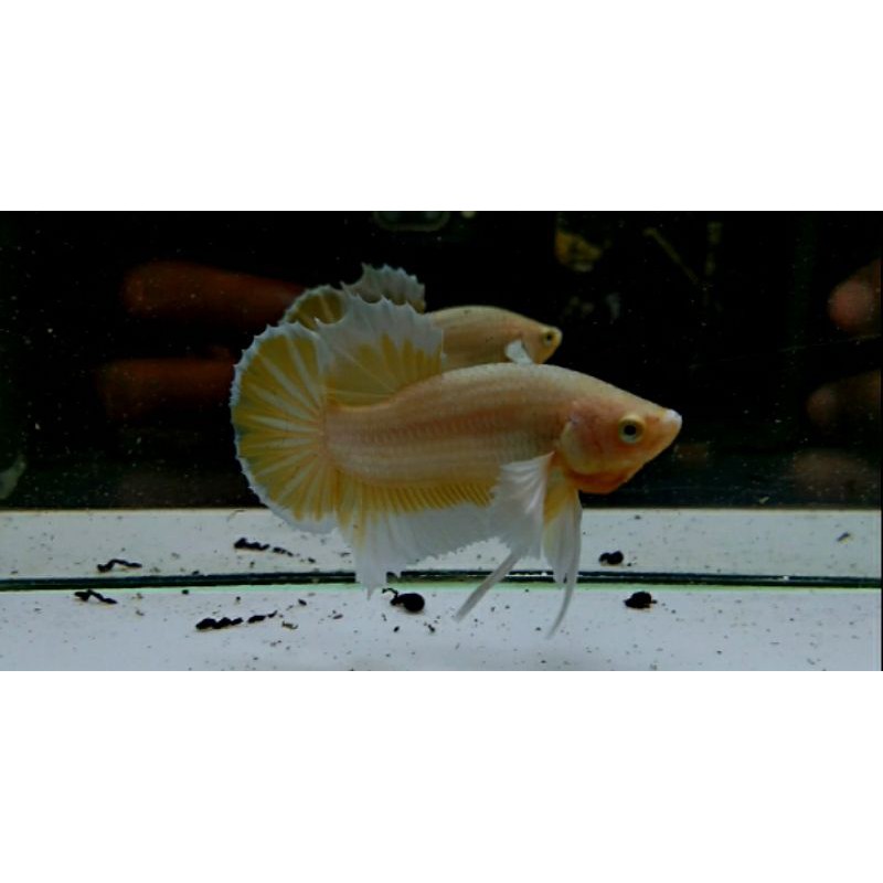 Cupang Big ear SOFT GOLD