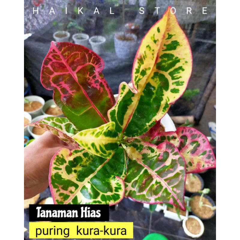Tanaman Hias Puring kura - puring kura-kura