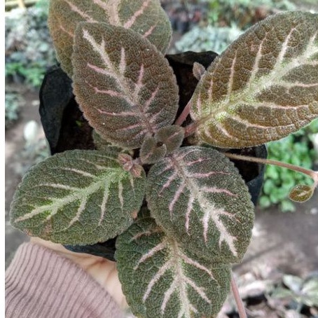 episcia import adeline