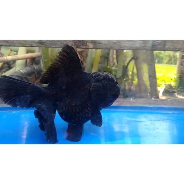 

Oranda Black