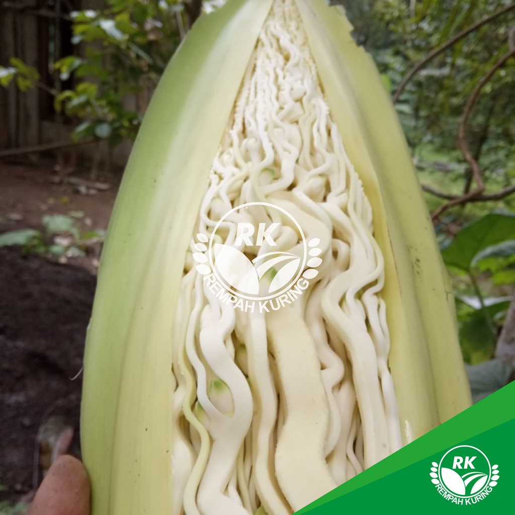 

Bunga Pinang Betara Segar 1kg/ Bunga pinang segar/ bunga jambe