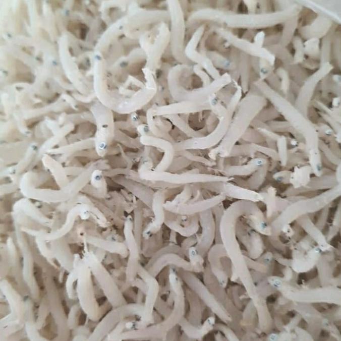 

Teri Toge Kasar Kualitas Super Asli Khas Medan 100% 1kg ---Terbaru---