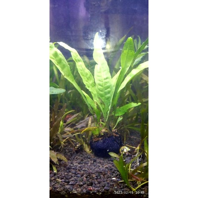 kadaka java fern media wabikusa aquascape