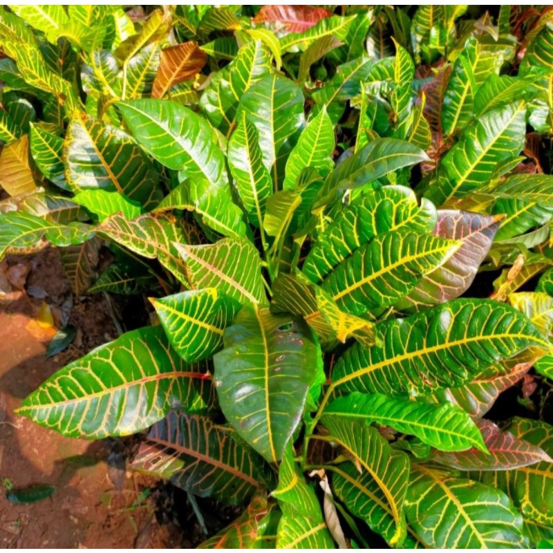 Tanaman Puring Macan/ Pohon Puring Macan