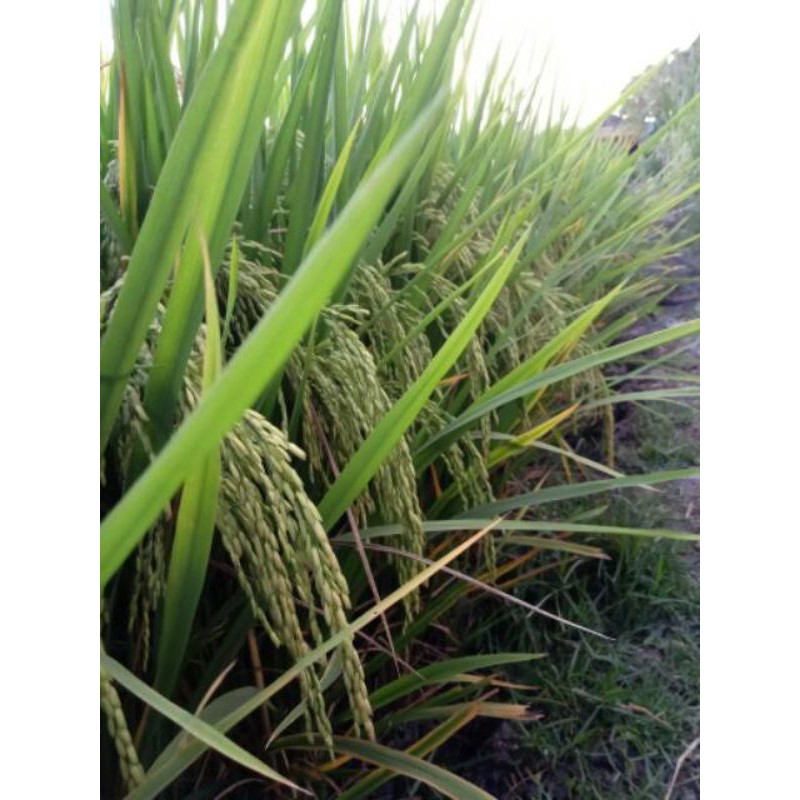 Benih Padi Tropiko Bibit Padi Unggul 5kg