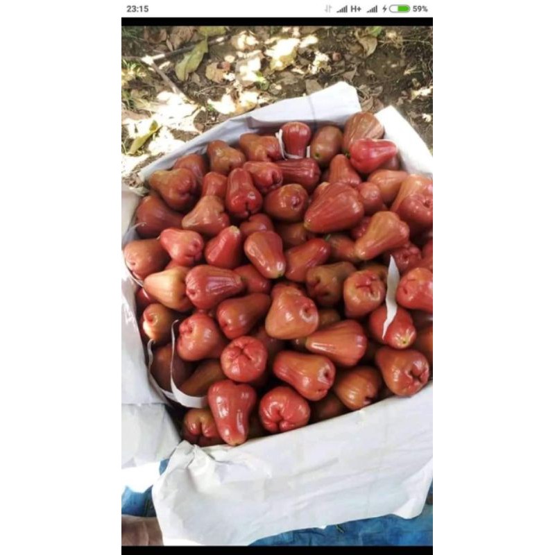 

Jambu Citra Segar dan Sehat Paket 5 kg