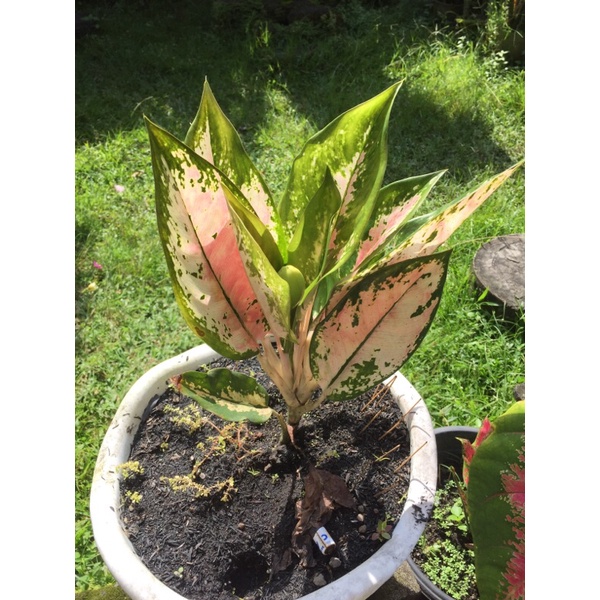 Aglonema Ruby Pink Tanaman hias sudah berbunga