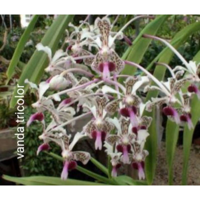 angrek vanda tricolor