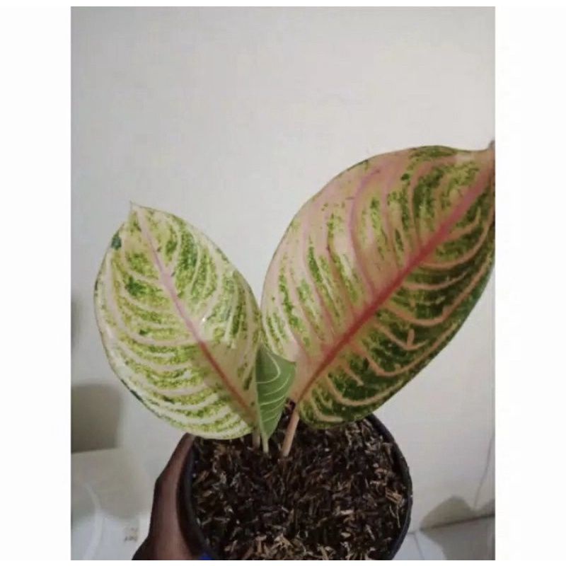 Bibit anakan Aglonema Moonlight/tanaman aglonema moonlight