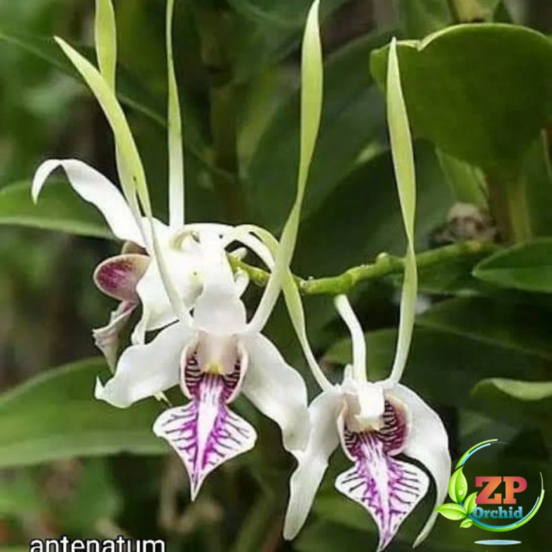 Anggrek Dendrobium Antenatum