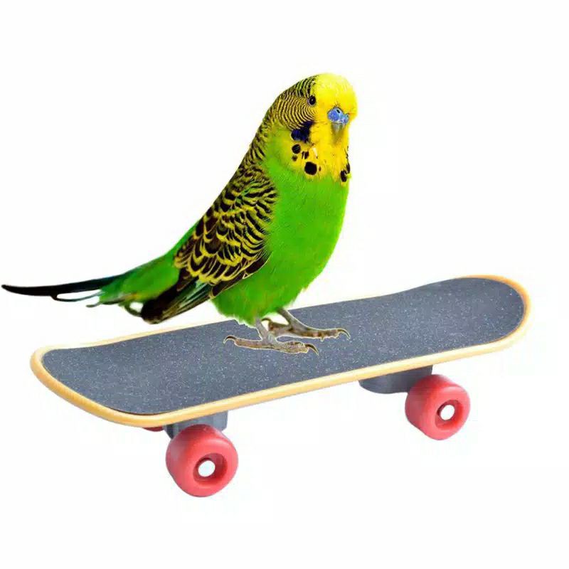 Mainan burung skateboard mini beo/parkit/kakatua