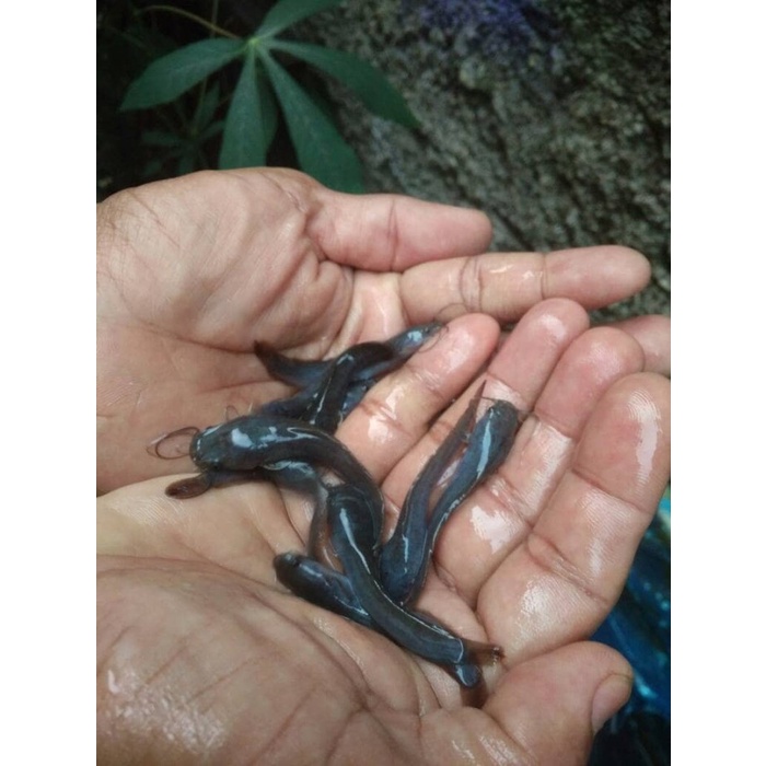 Pakan Ikan Predator, Benih, Bibit Ikan Lele Ukuran 2-5, 4-7, 7-10, 10-15