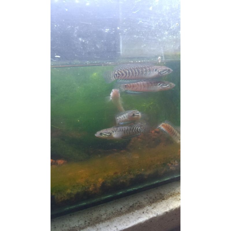 asiatica rsws 8cm & riau 12cm