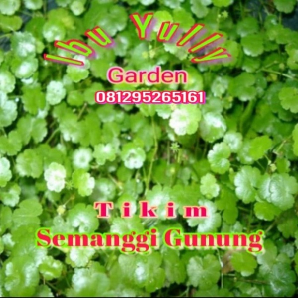 Dijual Tanaman Pegagan daun Kecil atau Tikim atau Semanggi gunung Diskon
