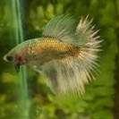 CUPANG HALFMOON GOLD 24K