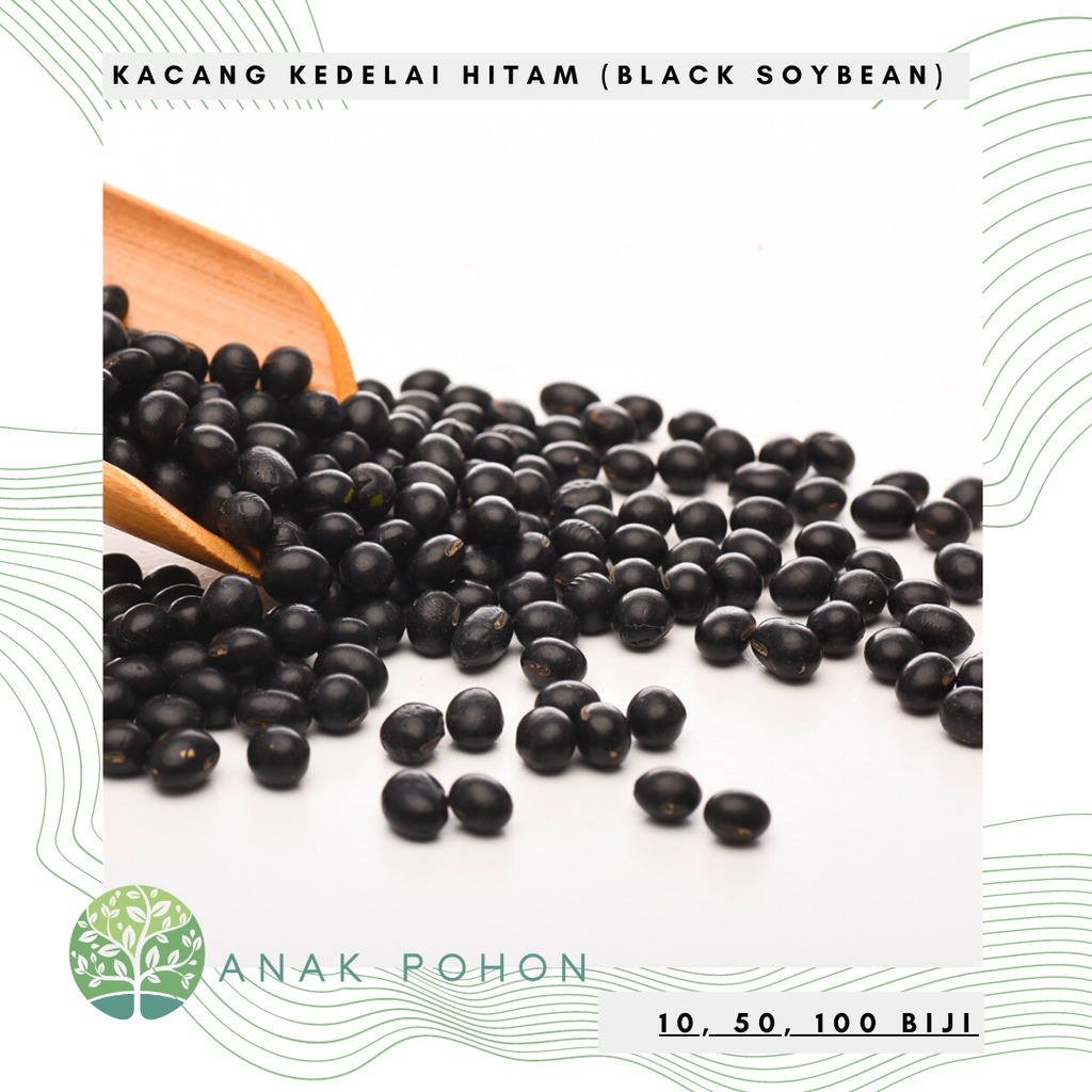 Benih Bibit Biji - Kedelai Hitam Grade Organik Kedele Black Soybean Kualitas Super