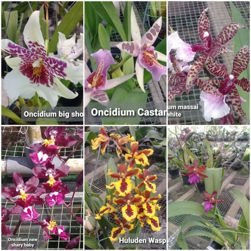 spite anggrek oncidium hybrid