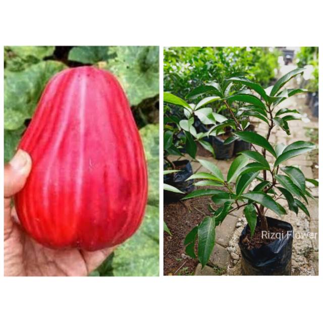 Pohon Jambu jamaika jambu Bol