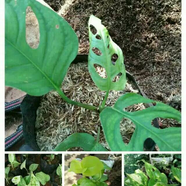 Paket tanaman hias gantung/bibit tanaman hias gantung/paket hemat/epipremnum