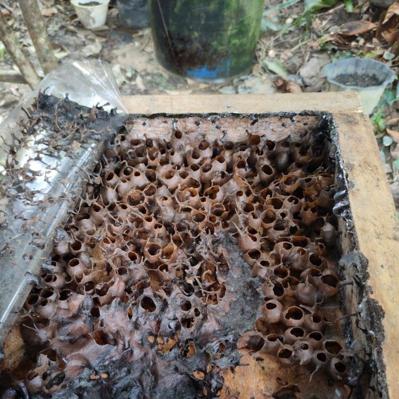 

Air Madu Kelulut, Kelanceng, Itama, Trigona.