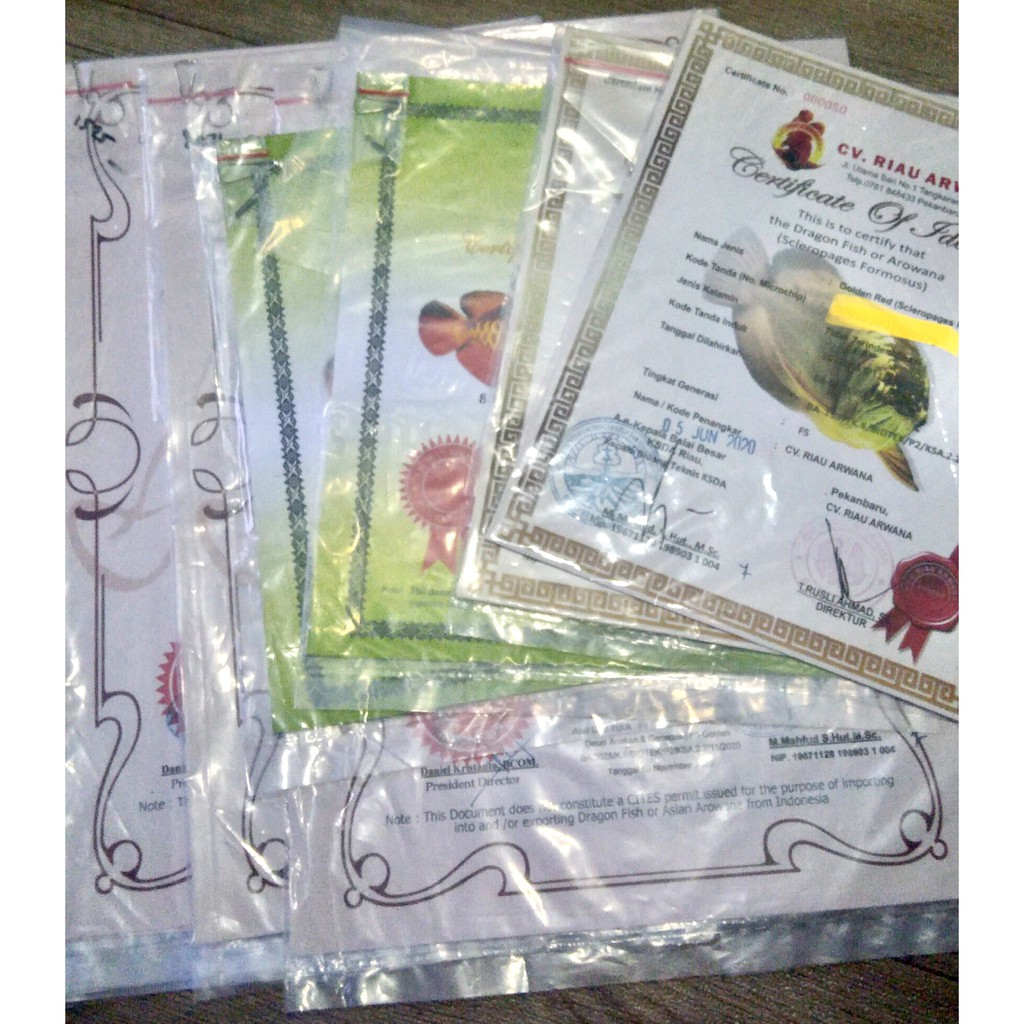 SERTIFIKAT+MICROCHIP IKAN ARWANA SR,GR,BANJAR,GREEN PINO ORIGINAL CERTIFICATE AROWANA