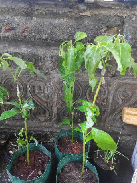 Termurah/ Paling Murah Pakettt 3batang Bibit Tanaman Buah Alpukat Lam Hass