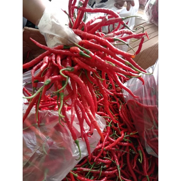 

cabe merah keriting