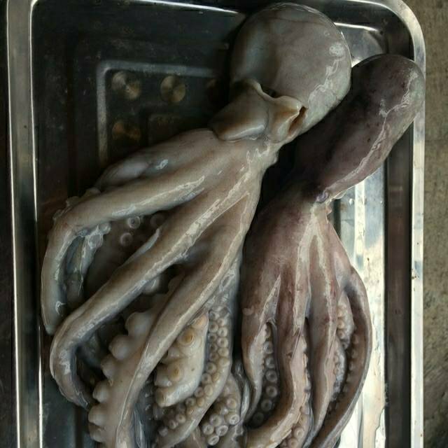 

Octopus Jumbo SEGAR , 1KG