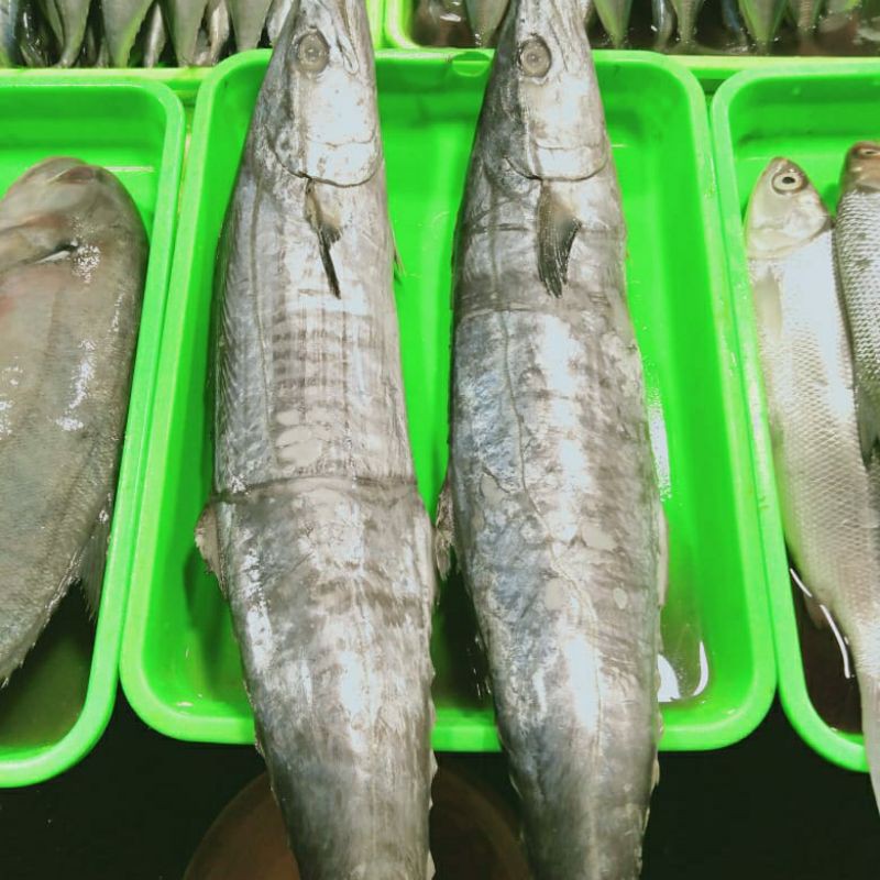 

Ikan Tenggiri/Tengiri 1kg (1000g)