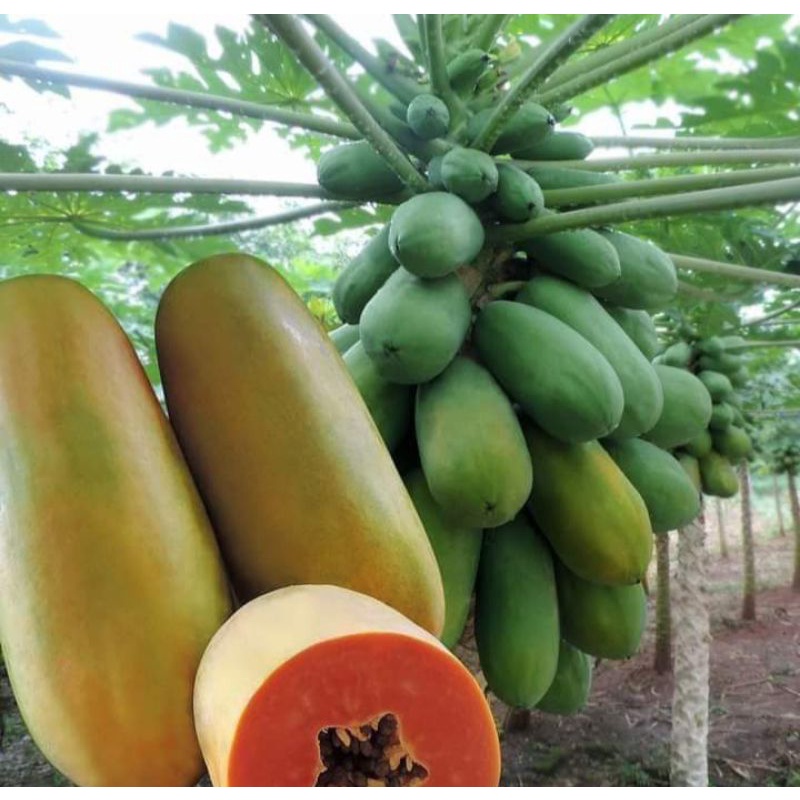

pepaya kalipornia/1kg