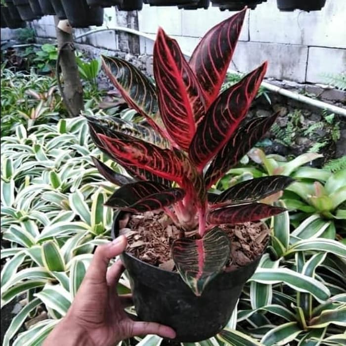 aglonema red sumatra