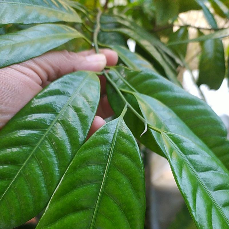 

daun pala segar rempah herbal 100gram