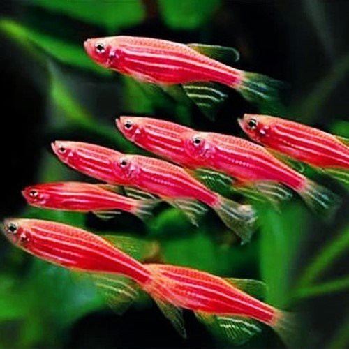 

Ikan HIas Zebra Pink