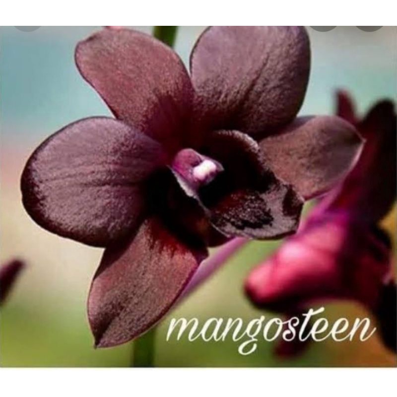 ANGGREK DENDRO MANGOSTEEN, PRA REMAJA